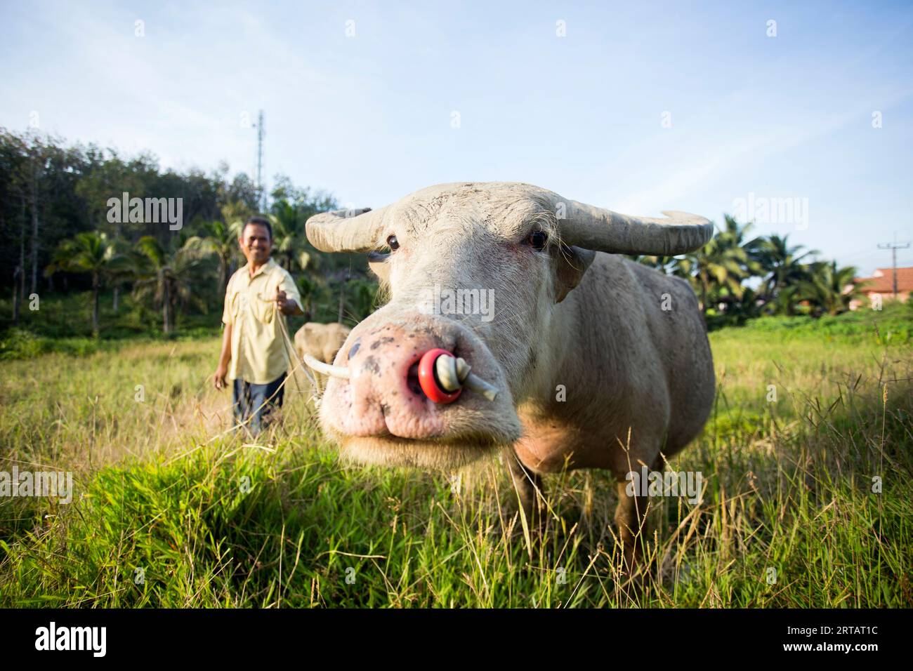 Koh Yao, Thailandia; 1 gennaio 2023: Un contadino sull'isola di Koh Yao con il bue che lavora sul campo. Foto Stock