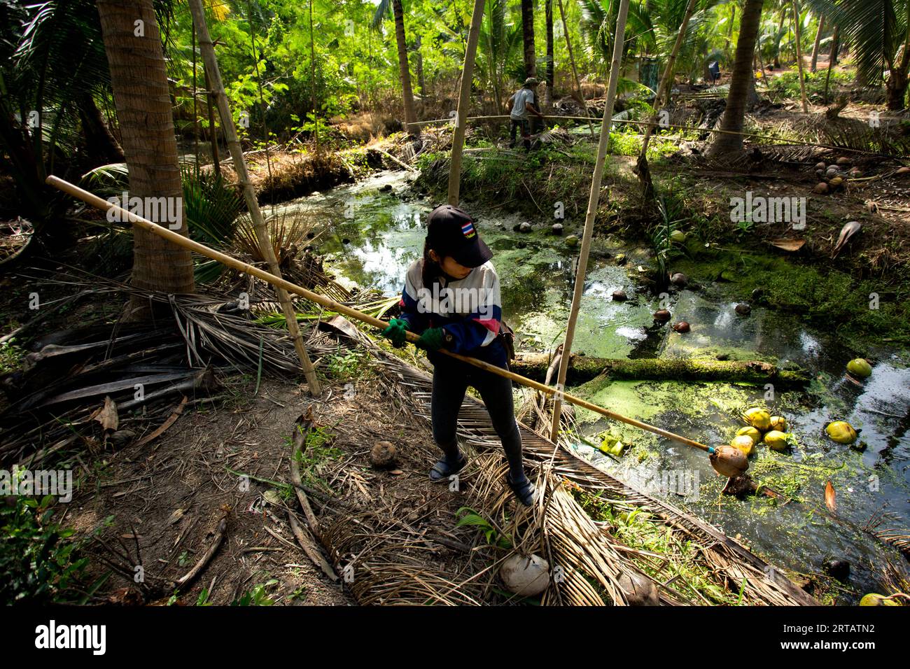Samut Songkhram, Thailandia; 1 gennaio 2023: Una giovane contadina che lavora in una piantagione biologica di cocco. Foto Stock