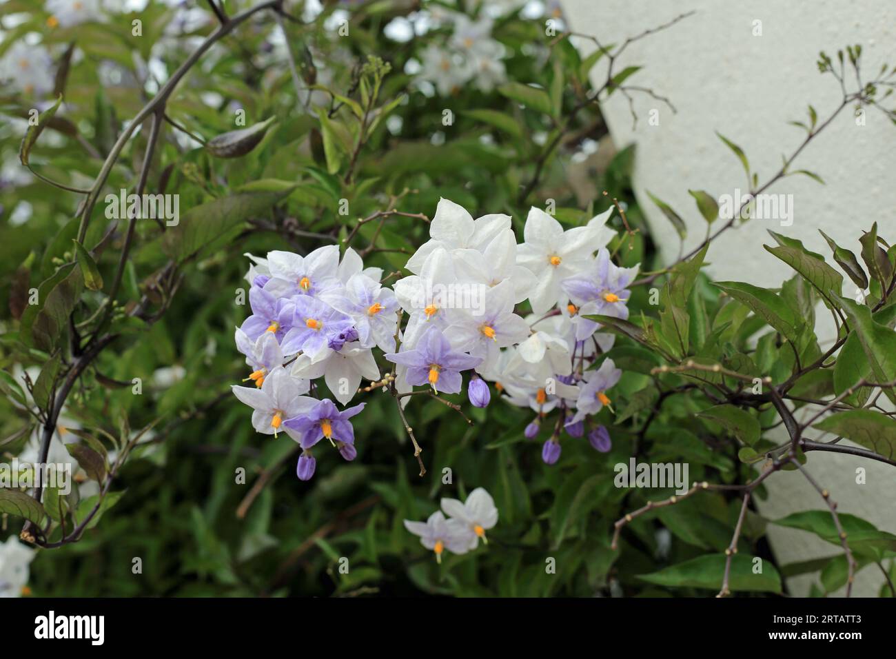 Impianto di arrampicata in fiore Solanum Crispum sulla parete del giardino in Rue du treno, le Monteno, Arzon, Morbihan, Bretagna, Francia Foto Stock