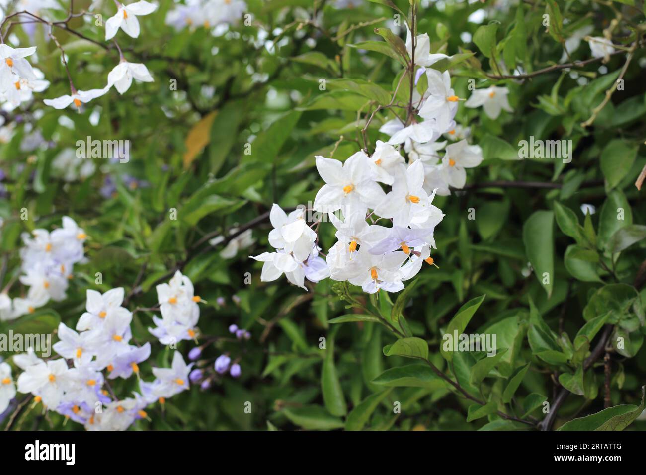 Impianto di arrampicata in fiore Solanum Crispum sulla parete del giardino in Rue du treno, le Monteno, Arzon, Morbihan, Bretagna, Francia Foto Stock