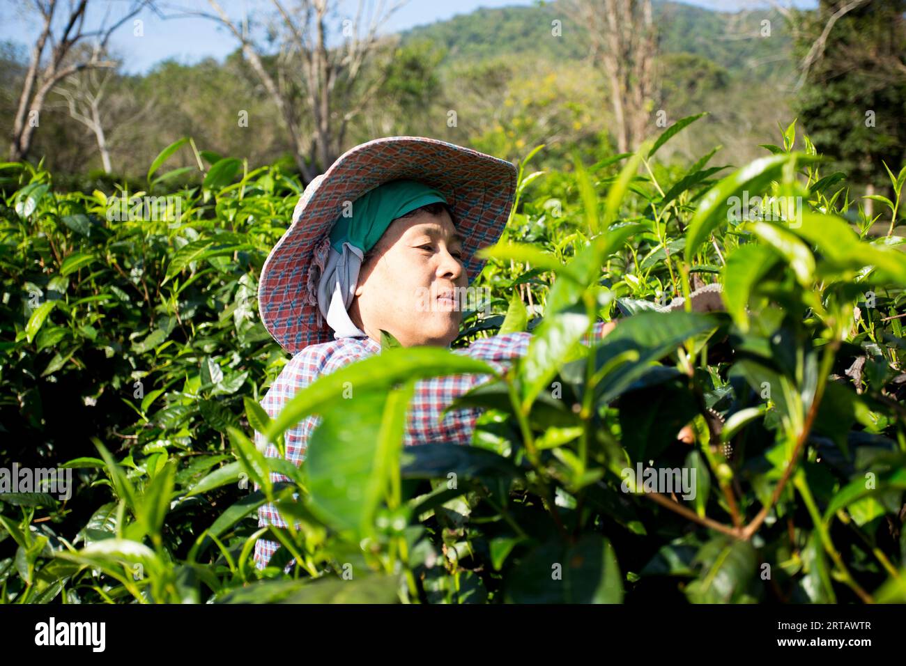 Chiang mai, Thailandia; 1 gennaio 2023: Donne che raccolgono foglie di tè in una piantagione di tè verde biologico nel nord della Thailandia. Foto Stock