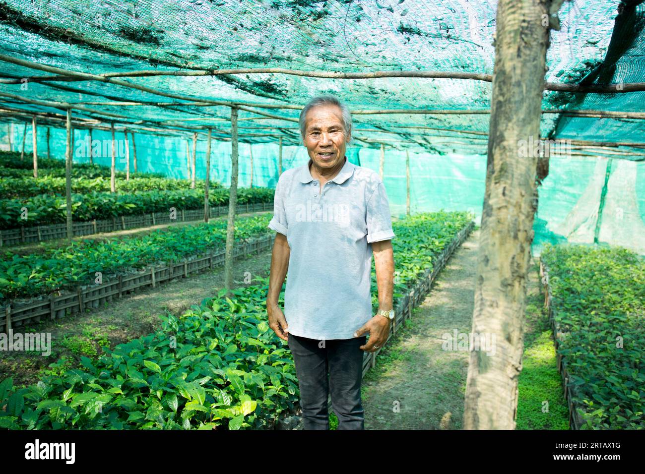 Chiang mai, Thailandia; 1 gennaio 2023: Agricoltore in una piantagione biologica di tè verde nel nord della Thailandia. Foto Stock