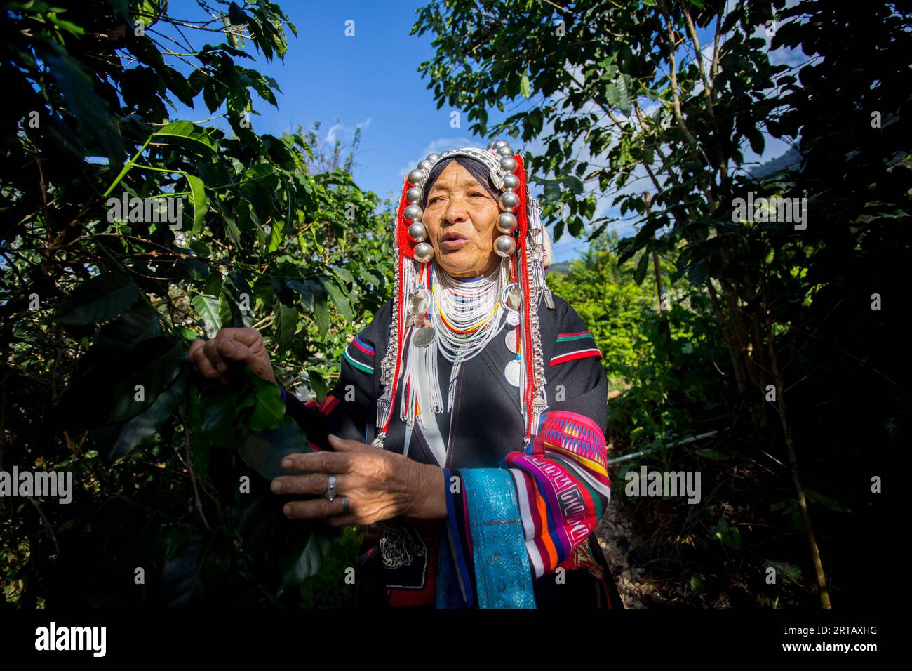 Chiang mai, Thailandia; 1 gennaio 2023: Anziana donna della tribù indigena Akha del nord della Thailandia in una piantagione di caffè biologico. Foto Stock