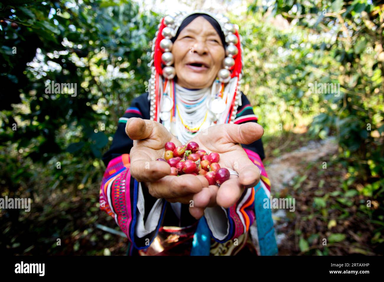 Chiang mai, Thailandia; 1 gennaio 2023: Anziana donna della tribù indigena Akha del nord della Thailandia in una piantagione di caffè biologico. Foto Stock