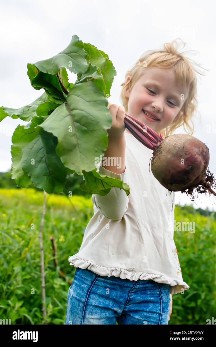 Un bambino tiene le barbabietole appena raccolte. Verdure da un letto ecologico in una fattoria ecologica vicino alla casa Foto Stock