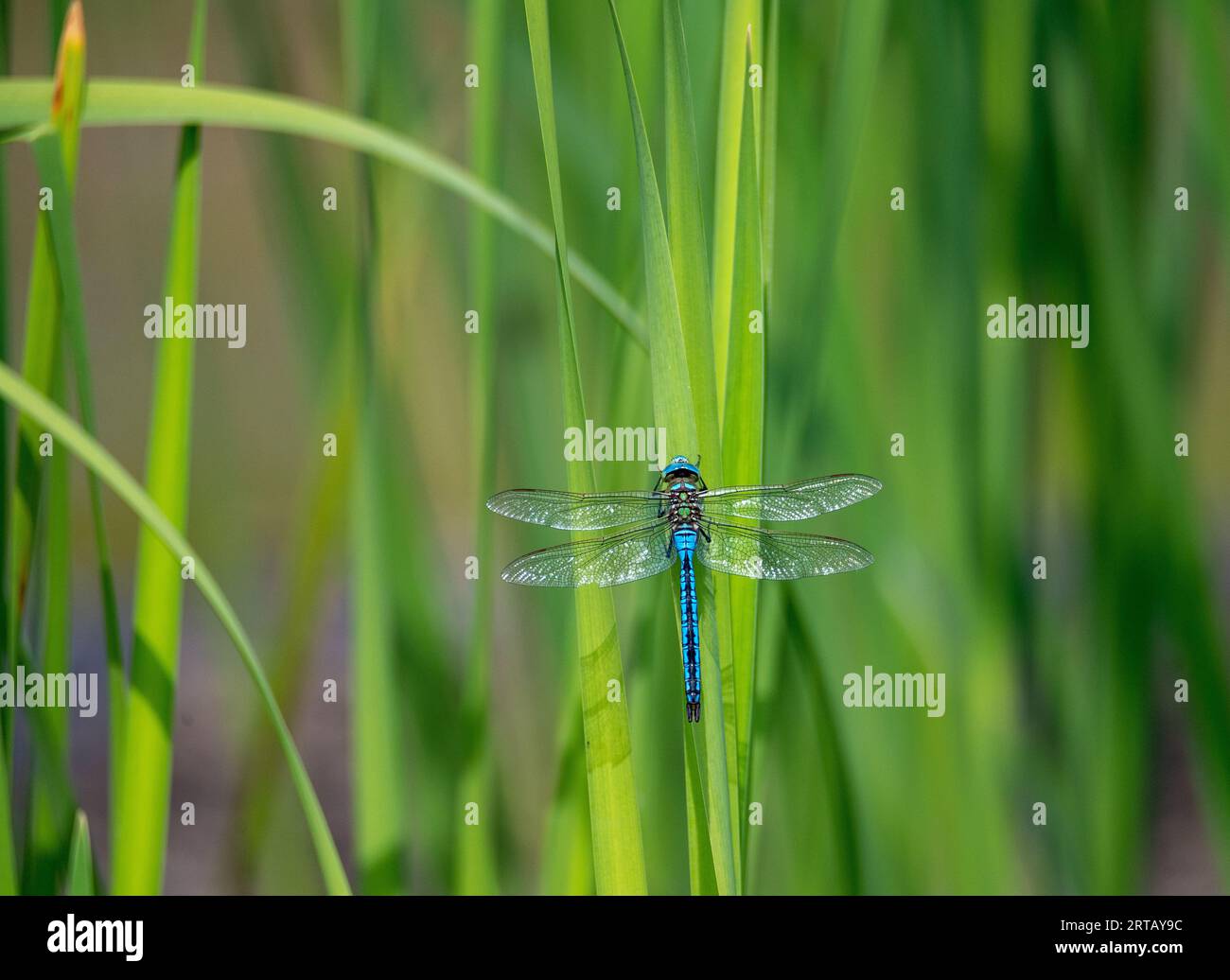 Grande libellula (Anax imperator) nell'area protetta europea Salzachauen, Salisburgo, Austria Foto Stock