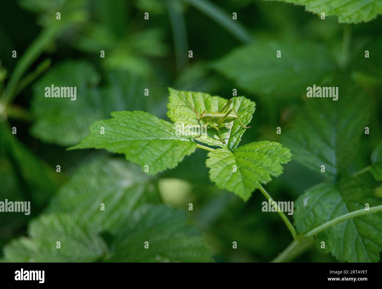 Cricket maculato (Leptophyes punctatissima), nella foresta decidua mista a Salisburgo, Austria Foto Stock