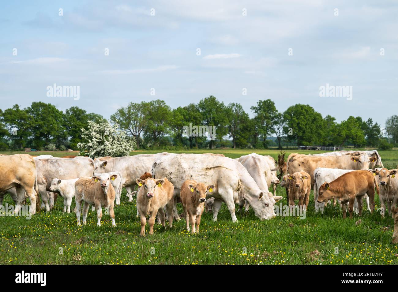 Vacche nutrici e vitelli su un pascolo nel Brandeburgo, Germania Foto Stock