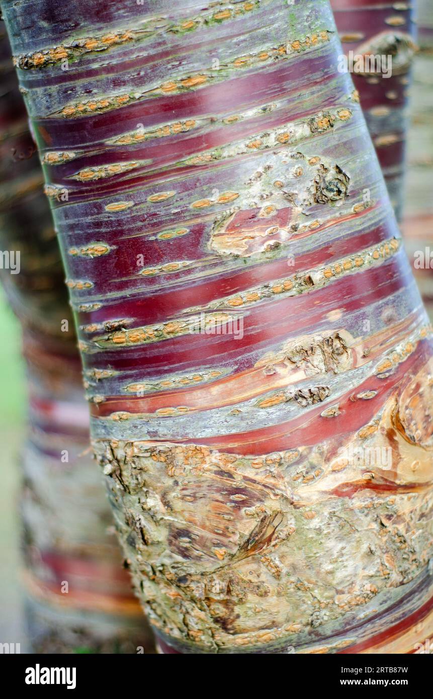 Primo piano del tronco di ciliegio di Prunus serrula, corteccia di betulla Foto Stock