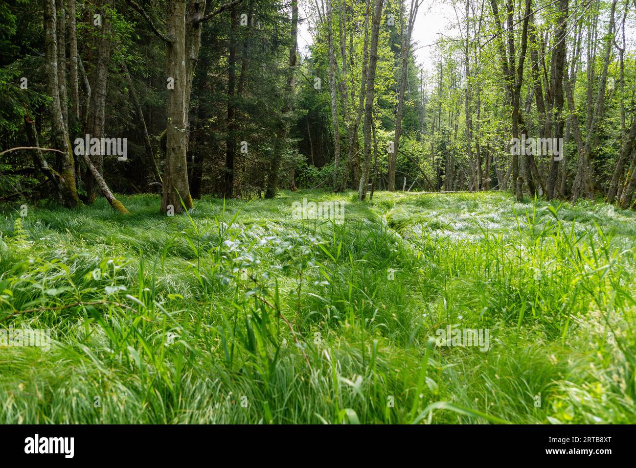 Paesaggio brughiera basso con Großseggenried nella valle del Moldau vicino a Stožec nel Parco nazionale di Šumava nella foresta boema nella Repubblica Ceca Foto Stock