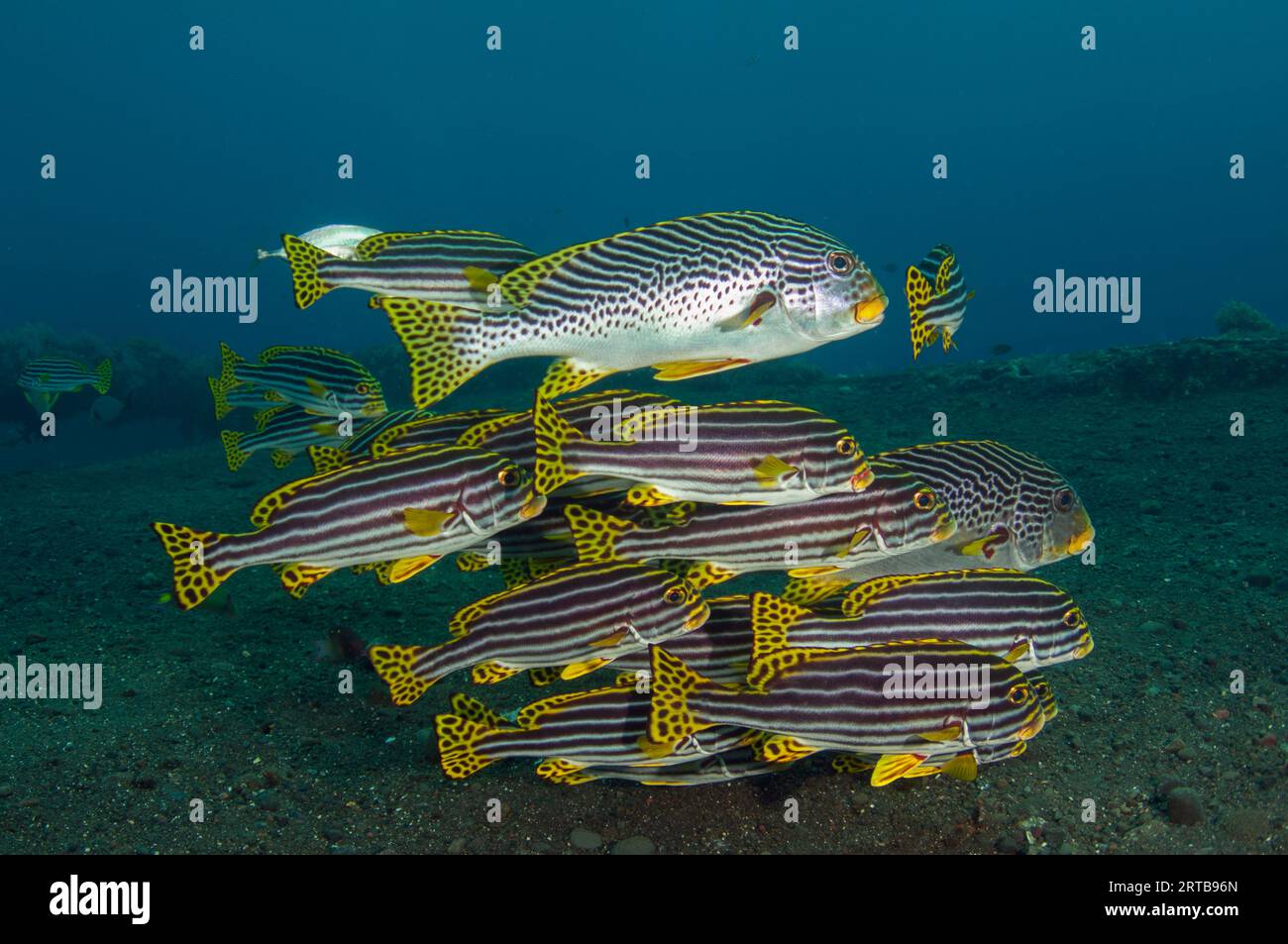 School of Oriental Sweetlips, Plectorhinchus vittatus, and Diagonal-Banded Sweetlips, Plectorhinchus lineatus, Liberty Wreck dive site, Tulamben, Kara Foto Stock