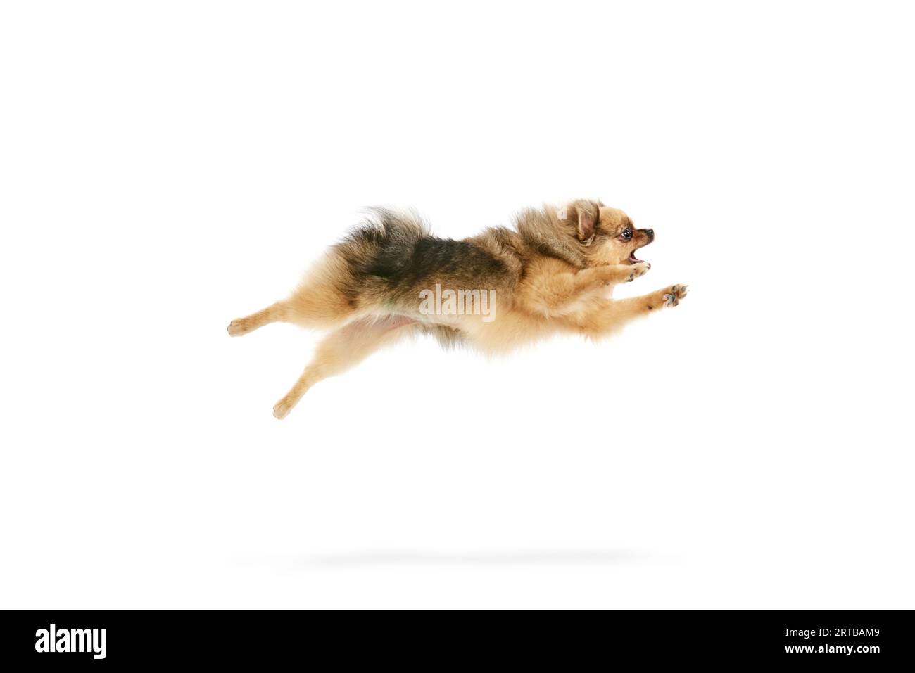 PET iper-attivo. Divertente immagine del cane spitz in movimento, che salta su uno sfondo bianco dello studio Foto Stock