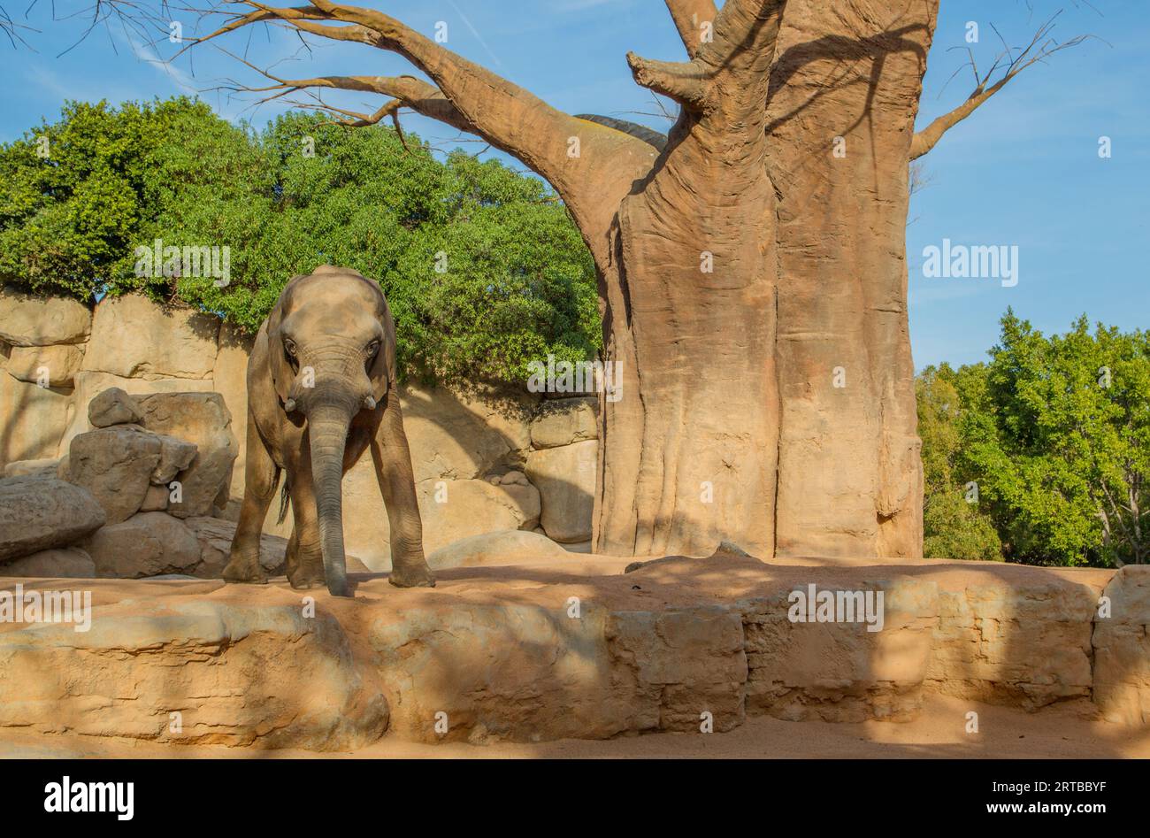 Elefante africano con albero al Bioparc, Valencia, Spagna Foto Stock