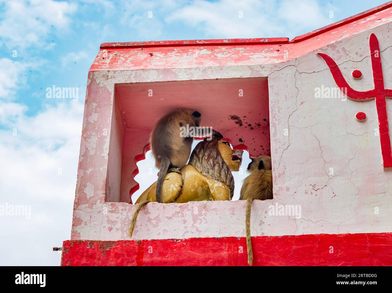 scimmie delle foglie sedute presso la statua della tigre della dea santa al cancello d'ingresso del tempio Foto Stock