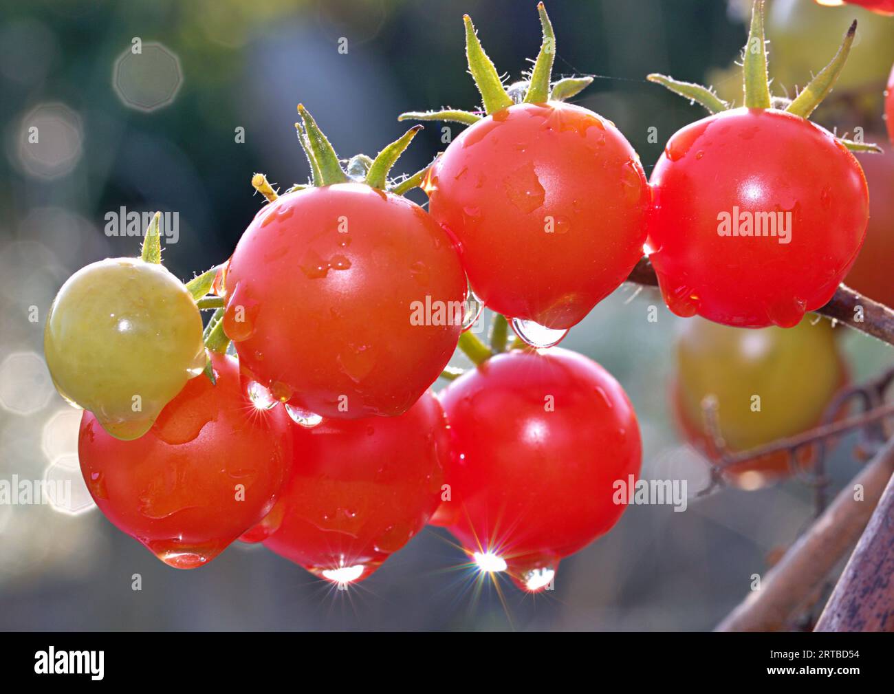 Pomodori maturi sulla vite Foto Stock