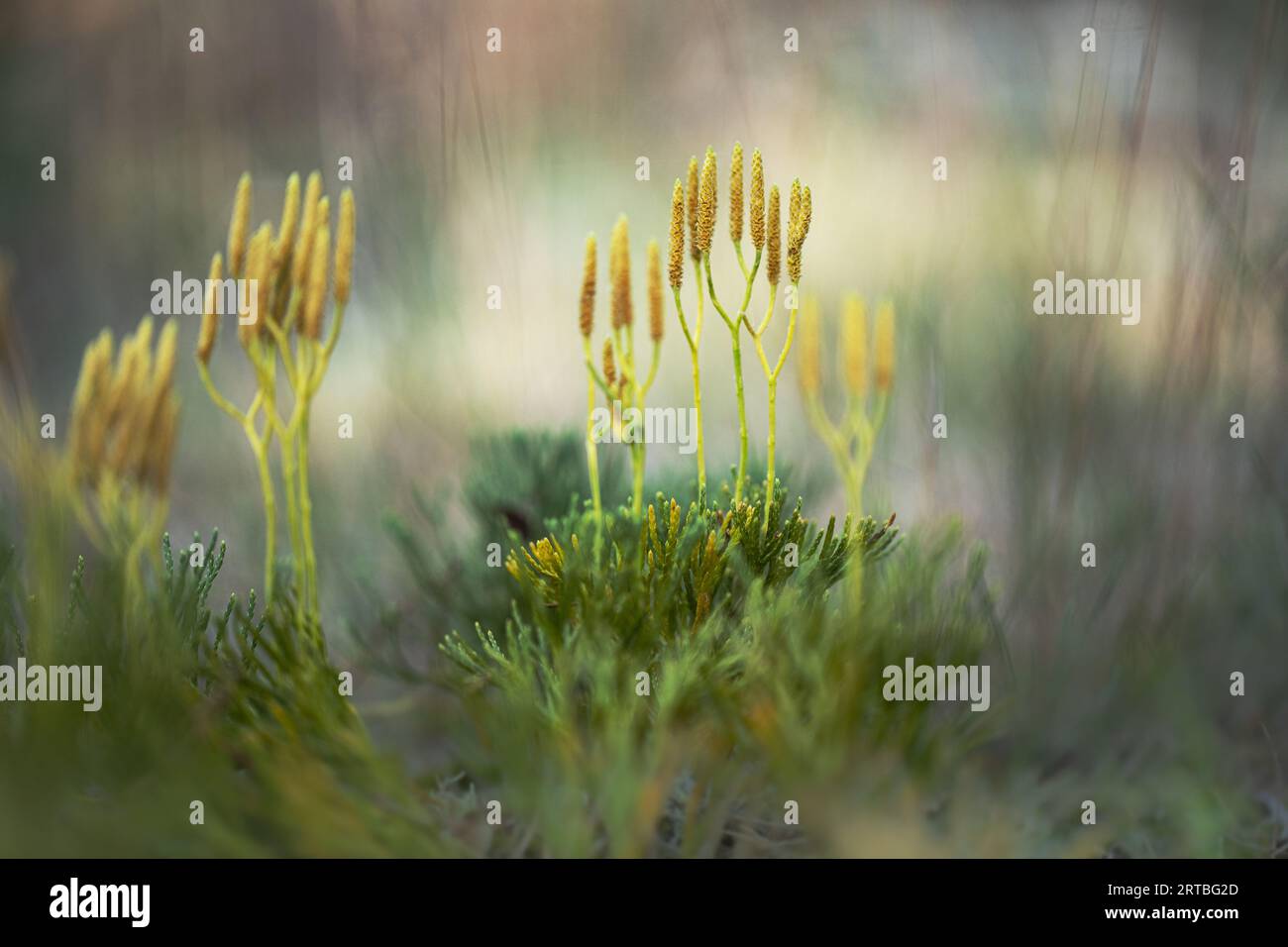 Clubmoss blu, cedro macinato azzurro, pino macinato, pino da corsa a radice profonda, cedro macinato (Diphasiastrum tristachyum), con sporangia, Paesi Bassi, Foto Stock