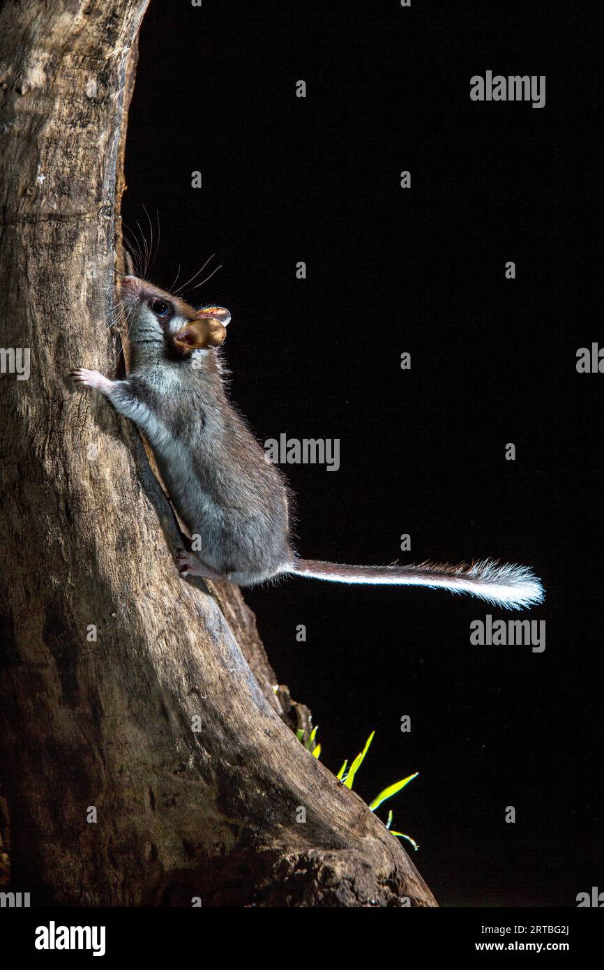 Giardinetto (Eliomys quercinus), salendo su un tronco d'albero di notte, vista laterale, Spagna Foto Stock