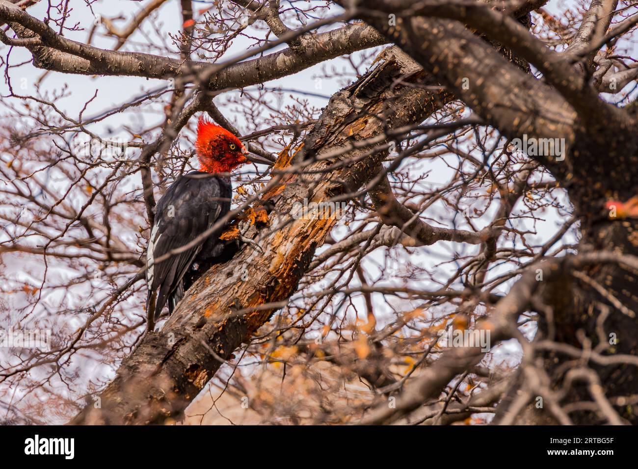 Un picchio magellanico con testa rossa brillante in un albero vicino a El Chalten, Argentina, Patagonia, Sud America Foto Stock