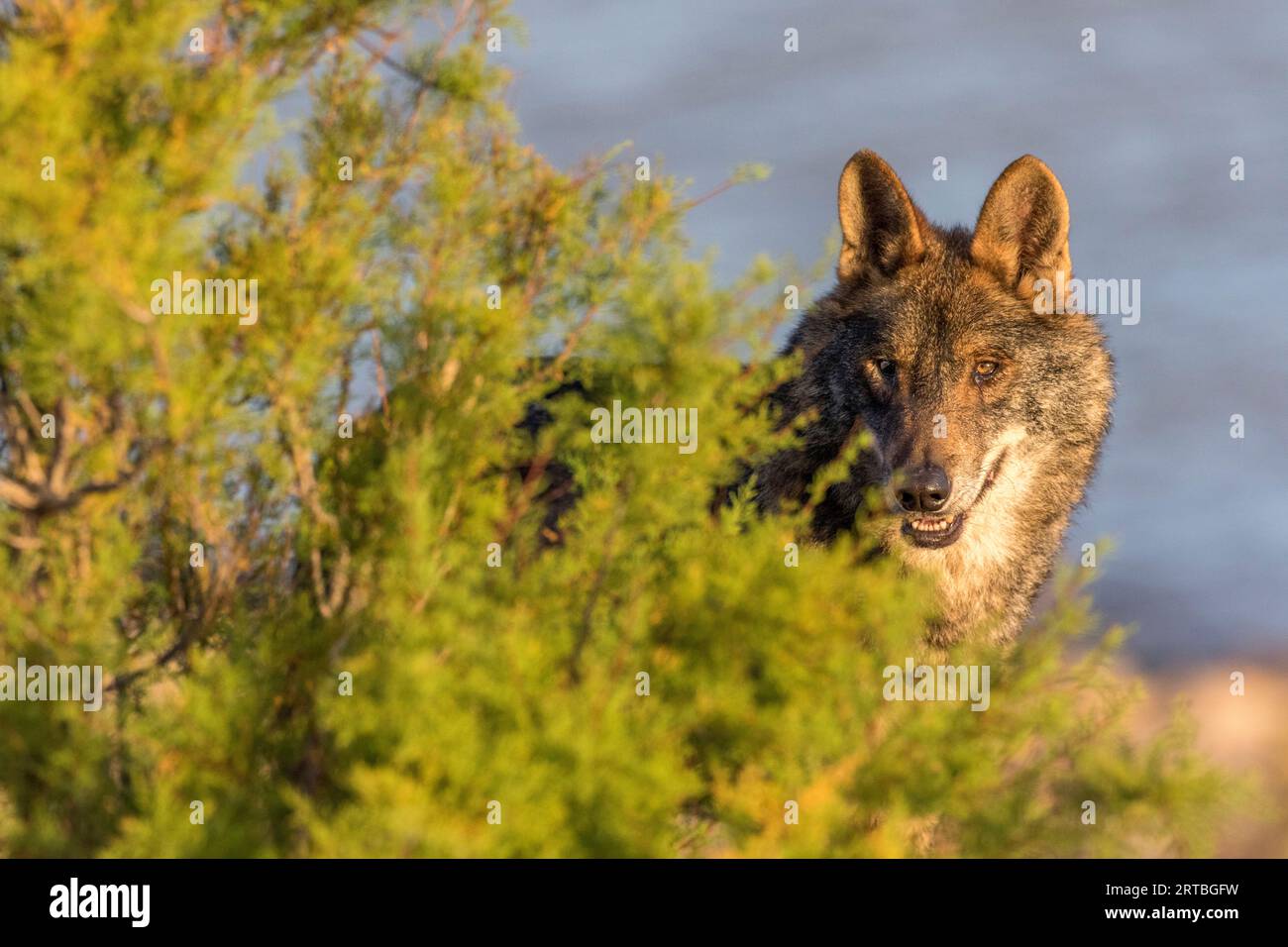 Lupo iberico, lupo iberico (Canis lupus signatus), in piedi dietro un cespuglio, Spagna Foto Stock