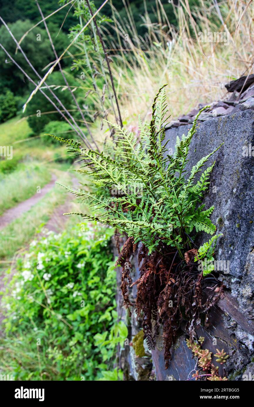 Anterite nera (Asplenium adiantum-nigrum), che cresce su un muro, Germania, Renania-Palatinato Foto Stock