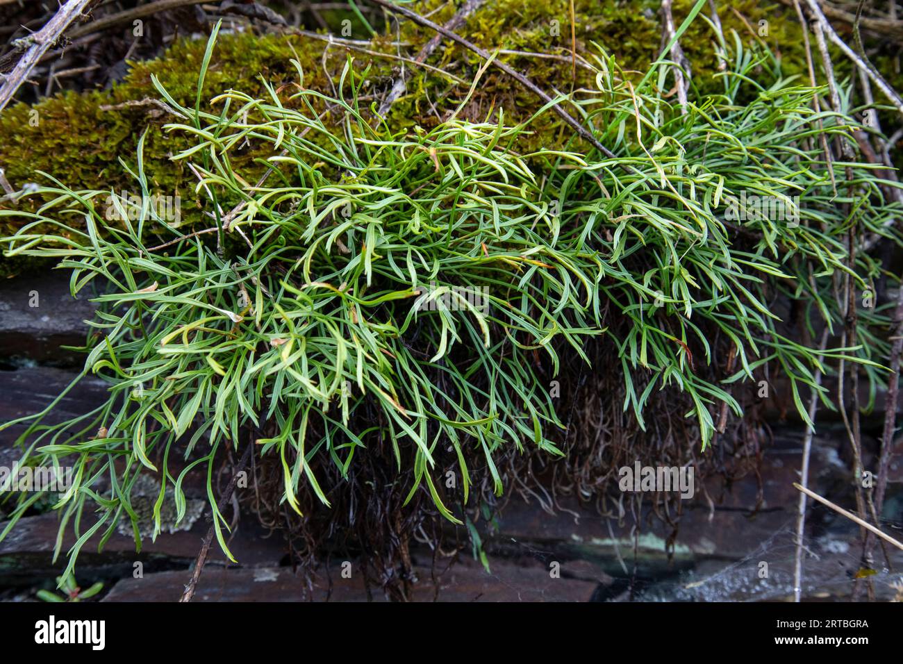 Northern spleenwort, Forked spleenwort (Asplenium septentrionale), Leaves, Germania Foto Stock