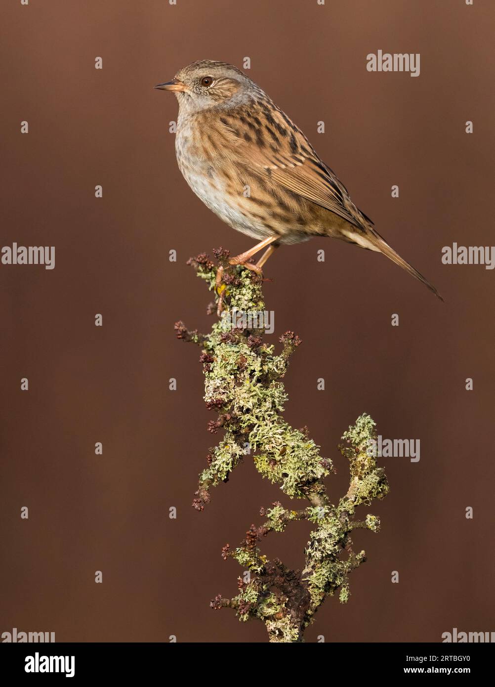 Dunnock, hedge accentor, hedge sparrow, hedge warbler (Prunella modularis), appollaiato su un ramo leccato, vista laterale, Italia, Toscana Foto Stock
