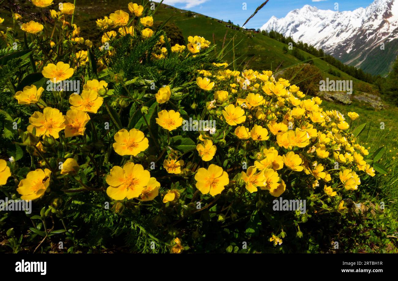 Cinquefoil alpino (Potentilla crantzii), fioritura, Svizzera, Vallese, Loetschental Foto Stock