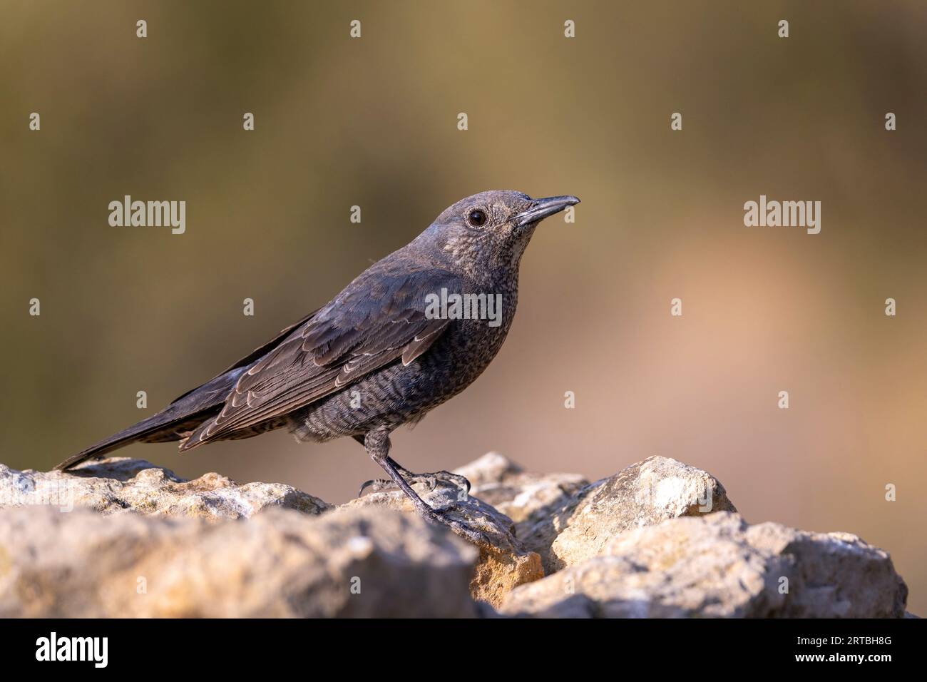 Mughetto di roccia blu (Monticola solitarius), femmina su roccia, Spagna, Losa del Obispo Foto Stock