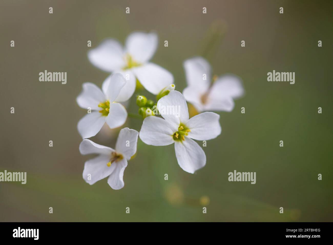 Sand Rock-Cress (Cardaminopsis arenosa, Arabidopsis arenosa), Flowers, Netherlands, Limburg Foto Stock