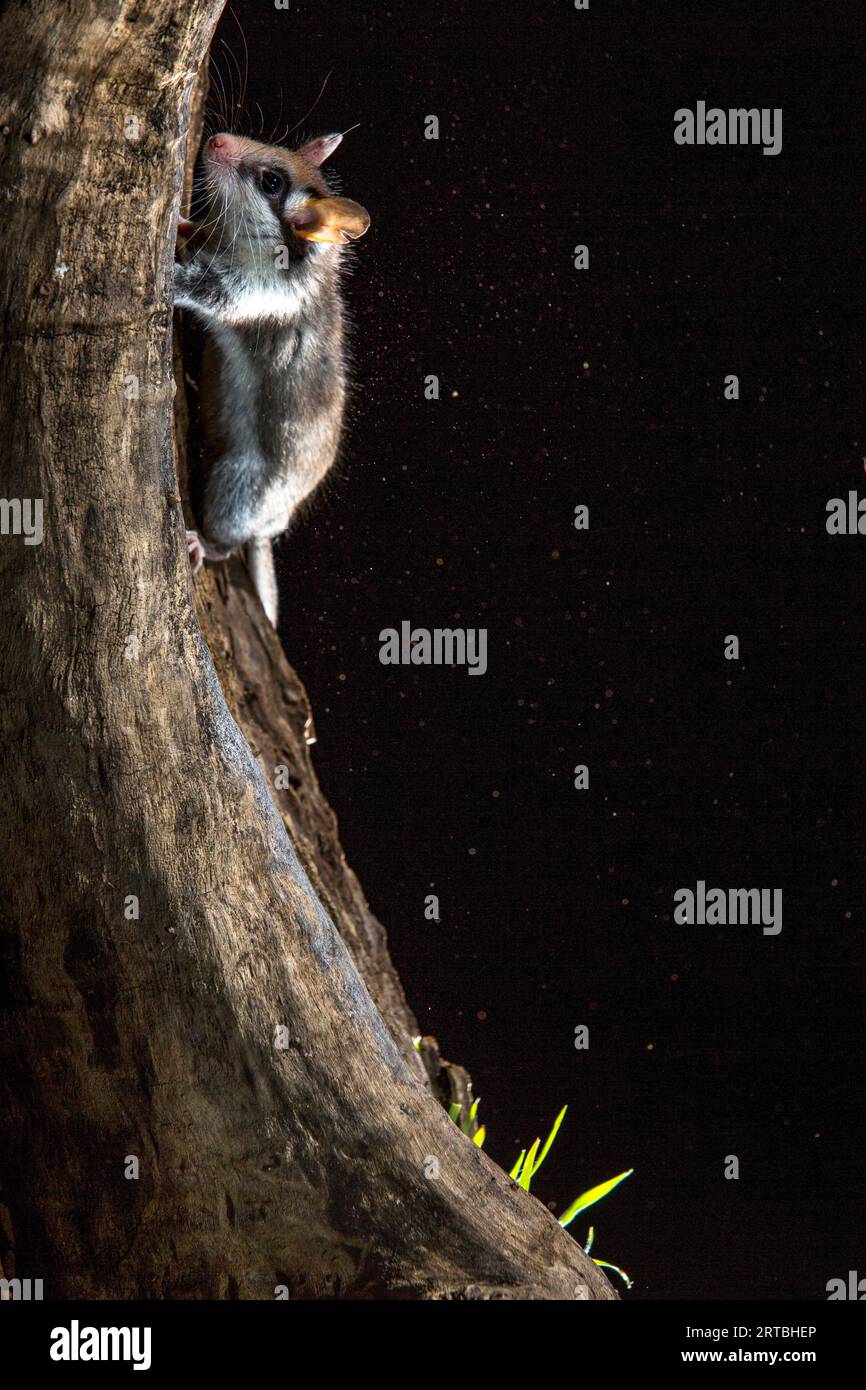 Giardinetto (Eliomys quercinus), salendo su un tronco d'albero di notte, vista laterale, Spagna Foto Stock