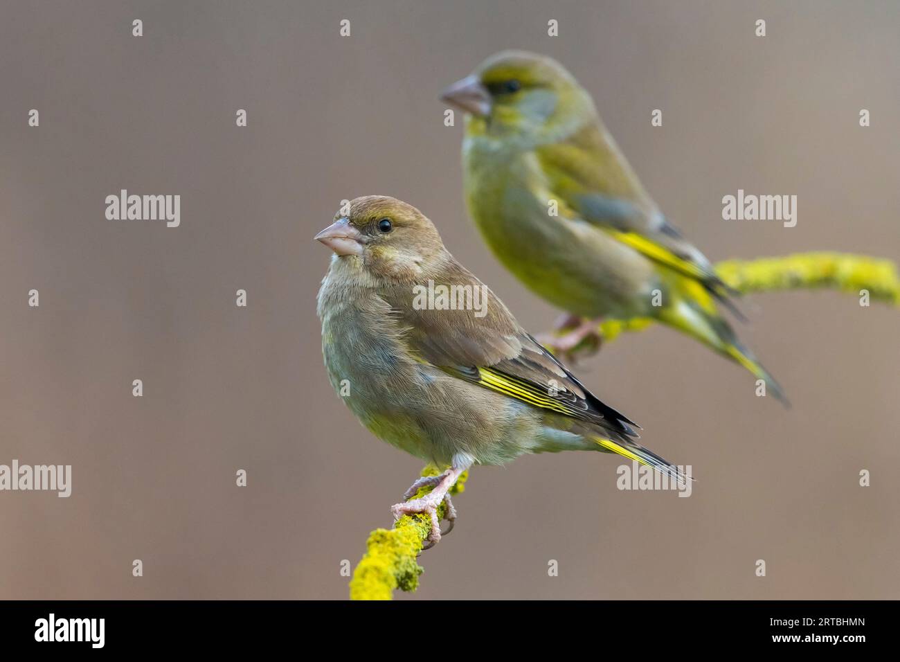 verdeggiante occidentale (Carduelis chloris, Chloris chloris), coppia arroccata su un ramo leccato, vista laterale, Italia, Toscana Foto Stock