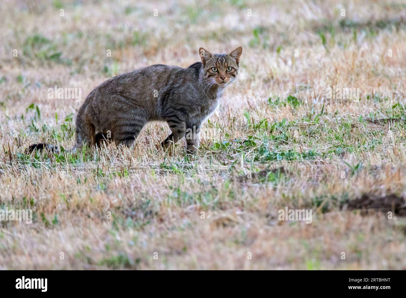 European wildcat, Forest wildcat (Felis silvestris silvestris), in piedi in un prato, vista laterale, Spagna Foto Stock
