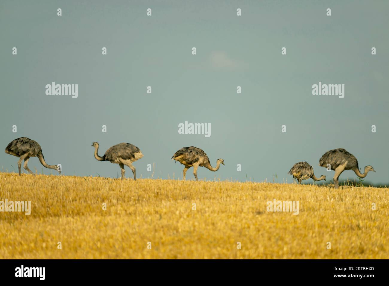 Greater rhea (Rhea americana), cinque reas maggiori che si nutrono su un campo di stoppia, Germania Foto Stock