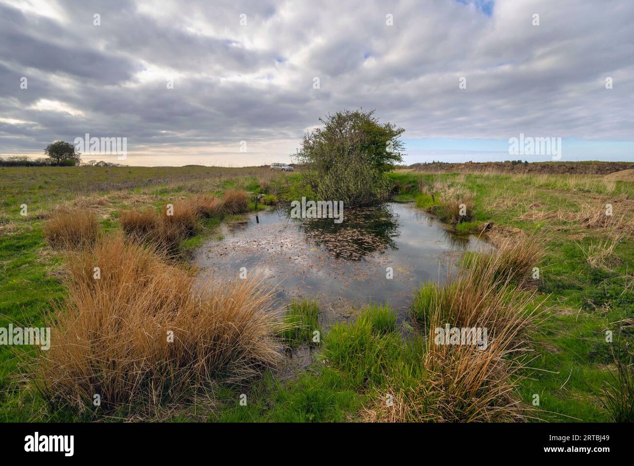 Stagno come biotopo per anfibi, Germania, Schleswig-Holstein Foto Stock