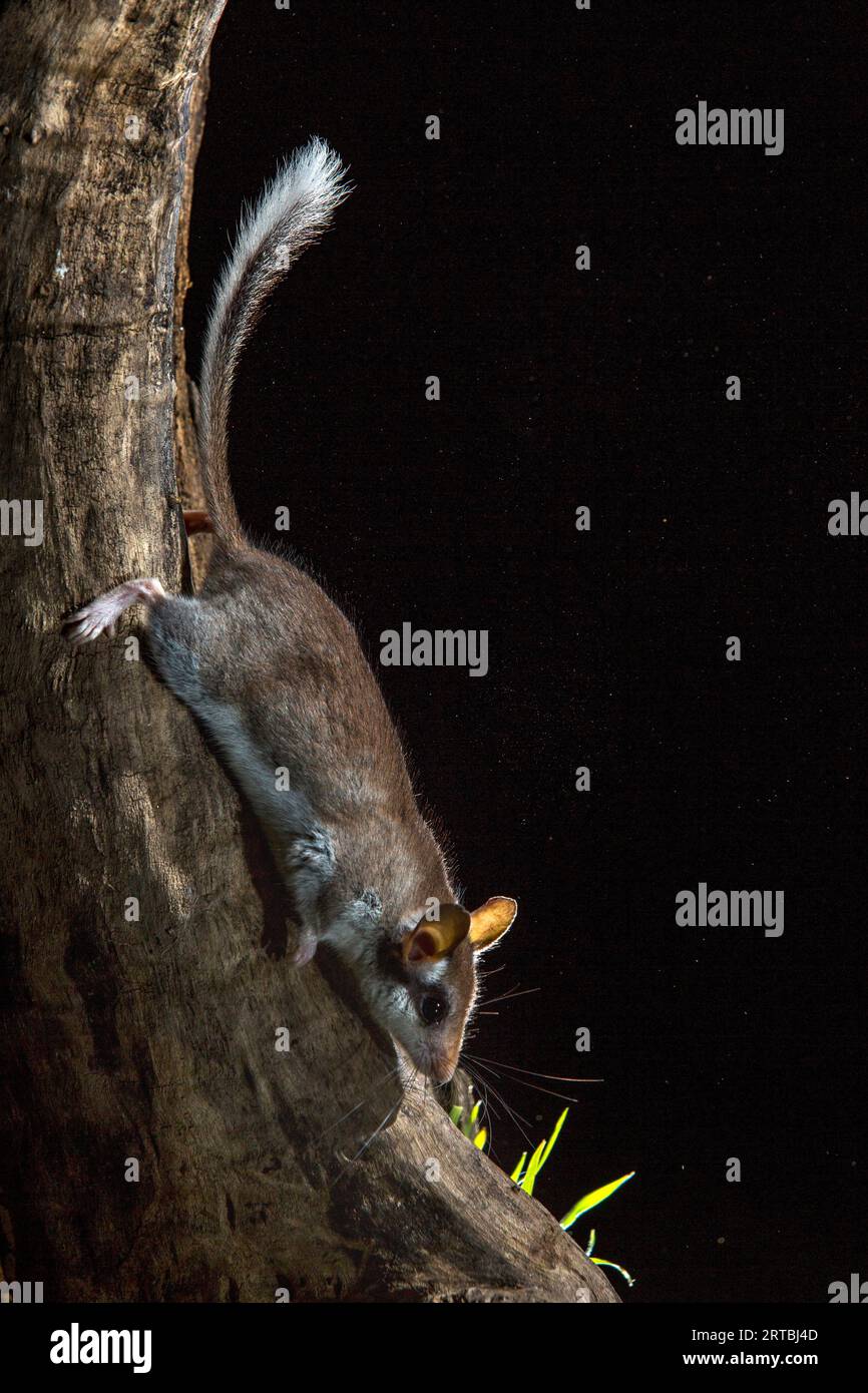 Giardinetto (Eliomys quercinus), che scende di notte da un tronco d'albero, vista laterale, Spagna Foto Stock