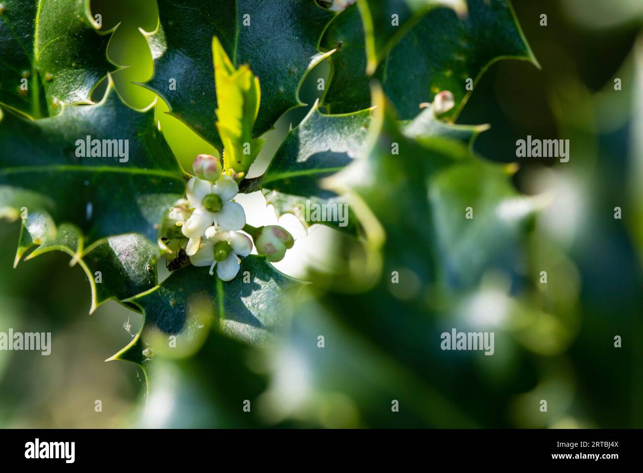 Holly, Common holly, English holly, European holly, Christmas holly (Ilex aquifolium), Blooming, Paesi Bassi, Frisia Foto Stock