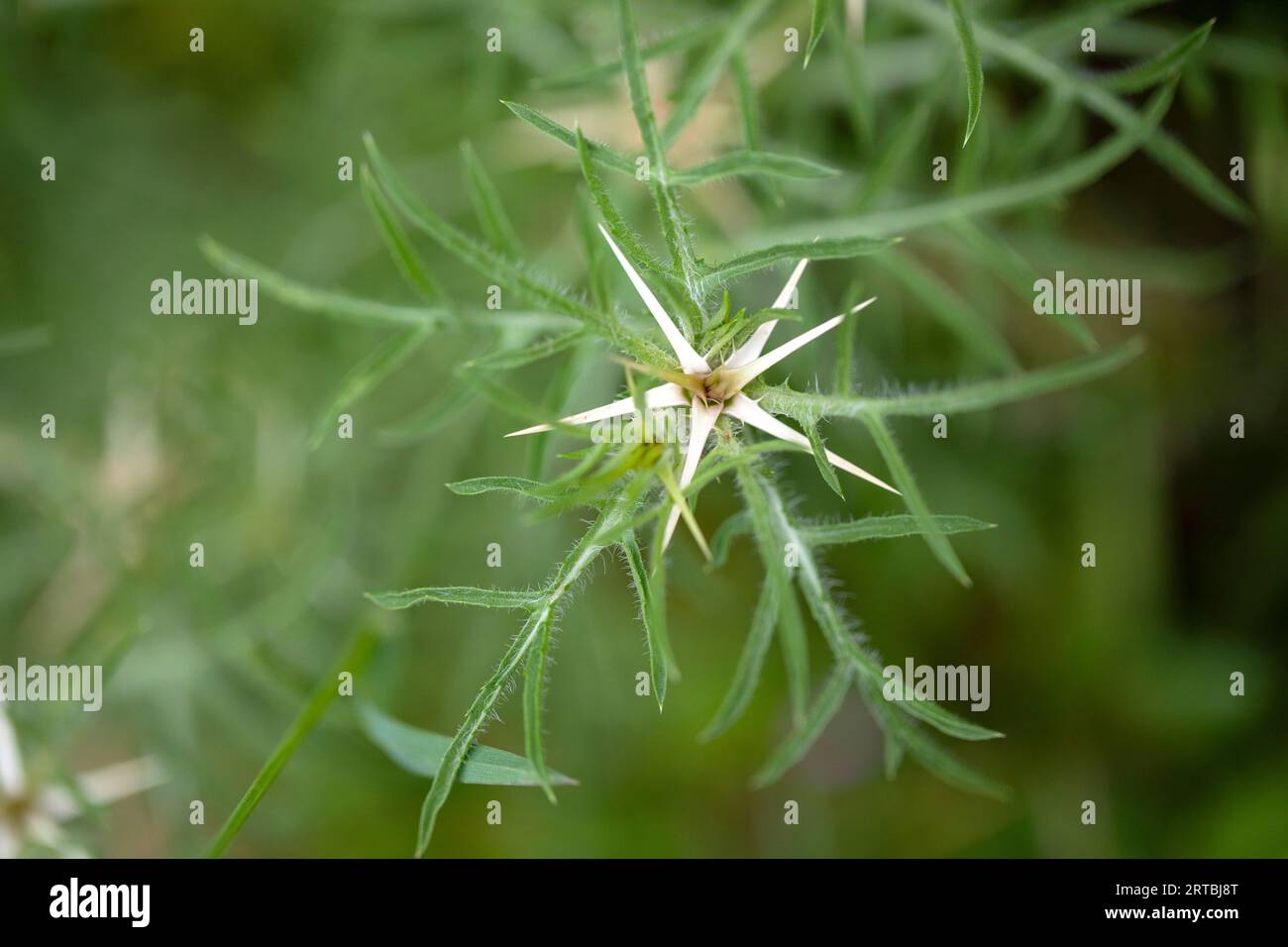 caltrops, carro stellare viola, carro stellare viola, carro stellare rosso, carro stellare non comune, STAR thistle (Centaurea calcitrapa), gemma, Paesi Bassi, Foto Stock