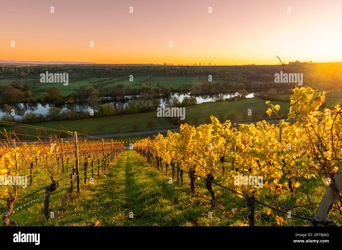 Tramonto sul vigneto Volkacher Ratsherr tra Fahr am Main e Volkach sul Volkacher Mainschleife, il distretto di Kitzingen, Unterfranken, Baviera, Foto Stock