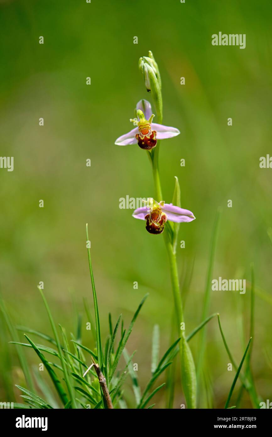 Orchidea delle api, Ophrys apifera, Bee Orchid Foto Stock