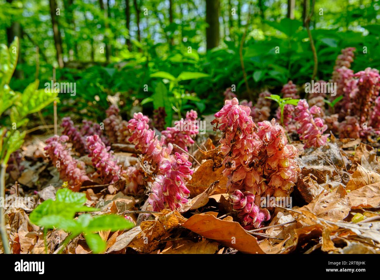 Spruce Asparagus, Monotropa hypopitys Foto Stock