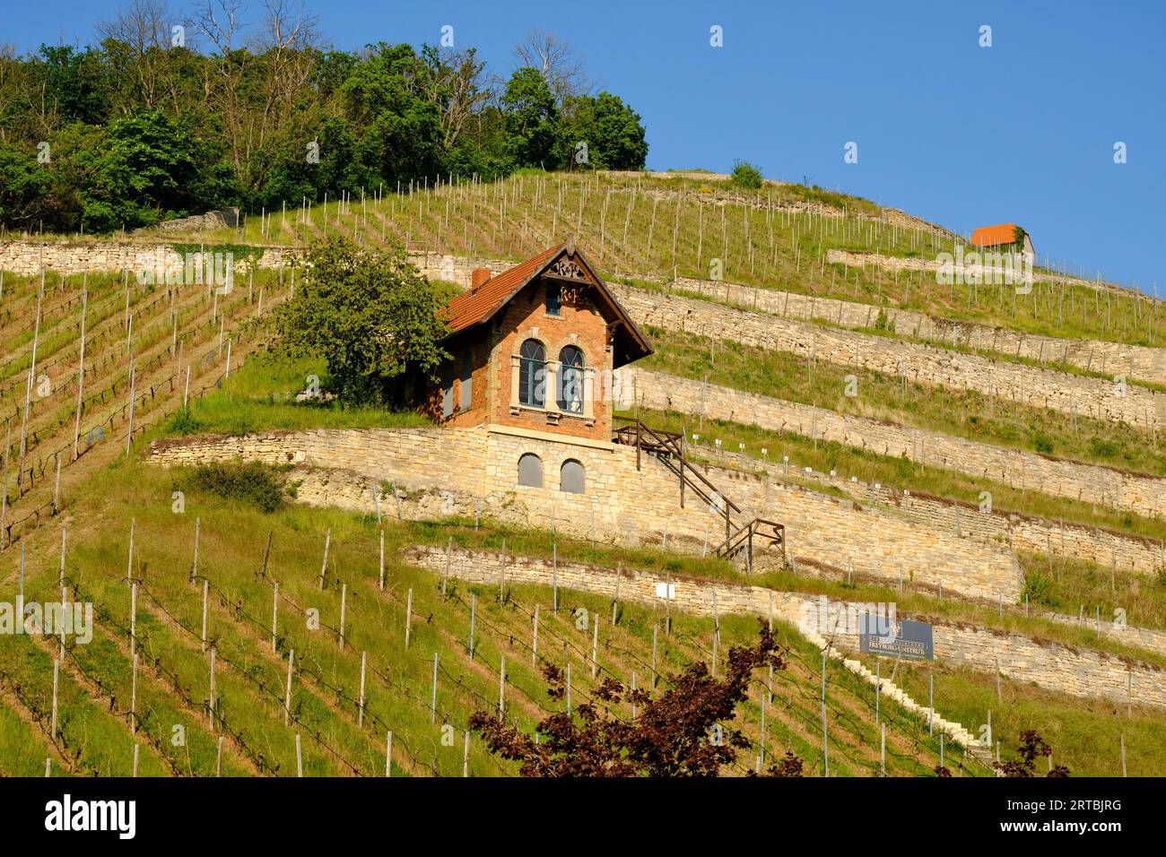 Il ripido pendio di Schlifterweinberg sotto il castello di Neuenburg vicino a Friburgo, Burgenlandkreis, Sassonia-Anhalt, Germania Foto Stock