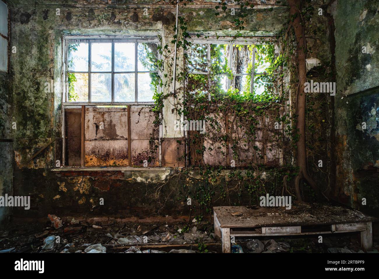 Interno di un vecchio edificio abbandonato in muffa e ricoperto di piante verdi. Foto Stock
