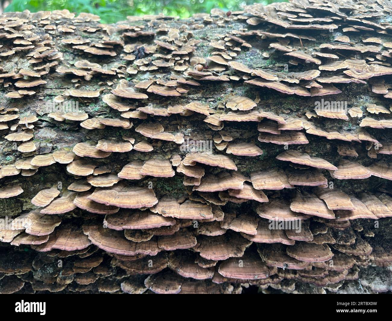 Funghi da scaffale o piatto che crescono su un albero abbattuto a Prospect Park, Brooklyn, New York. Foto Stock