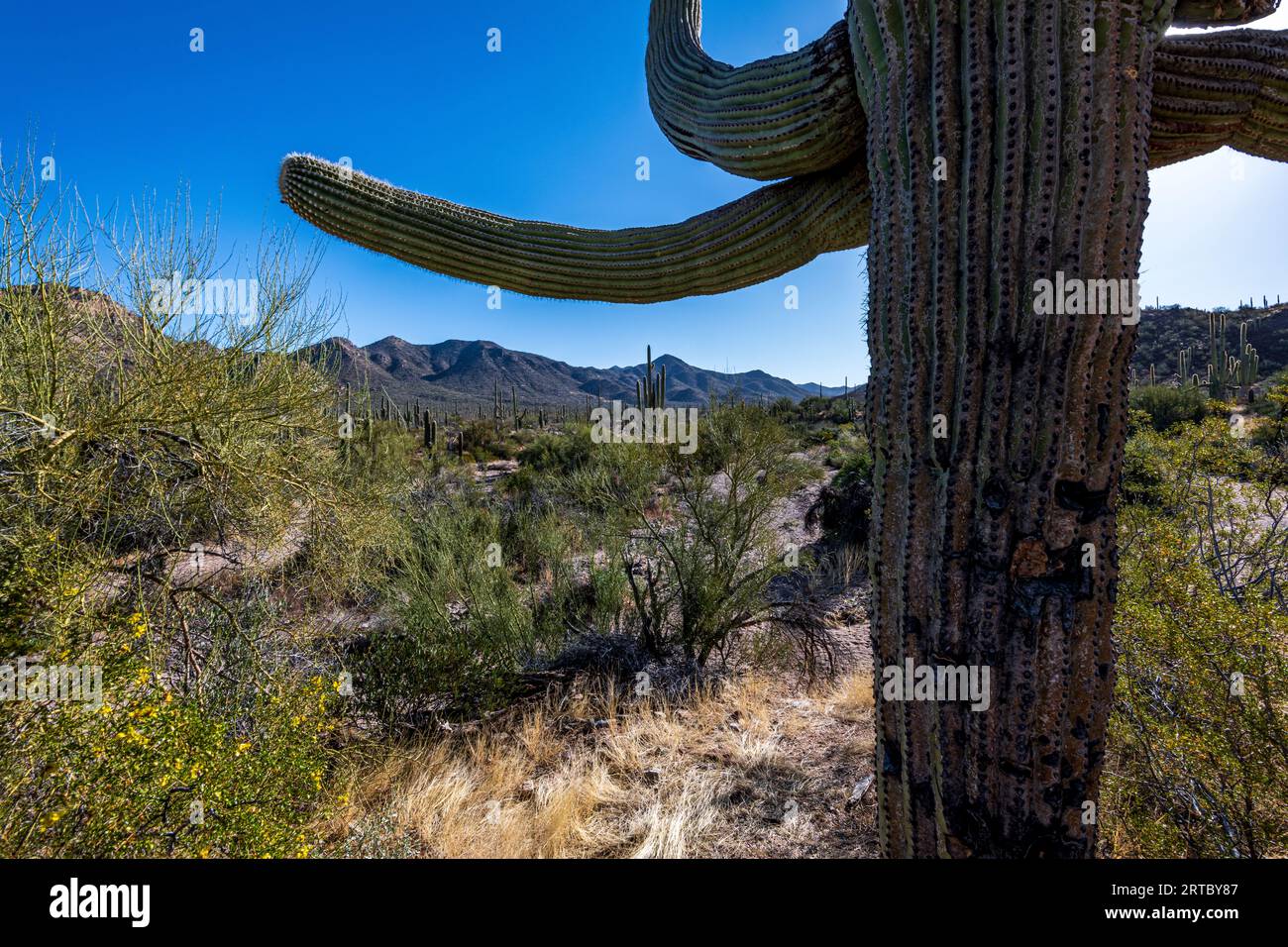 Bellissimo Cactus Saguaro contro il cielo blu brillante nel Parco Nazionale Saguaro Foto Stock