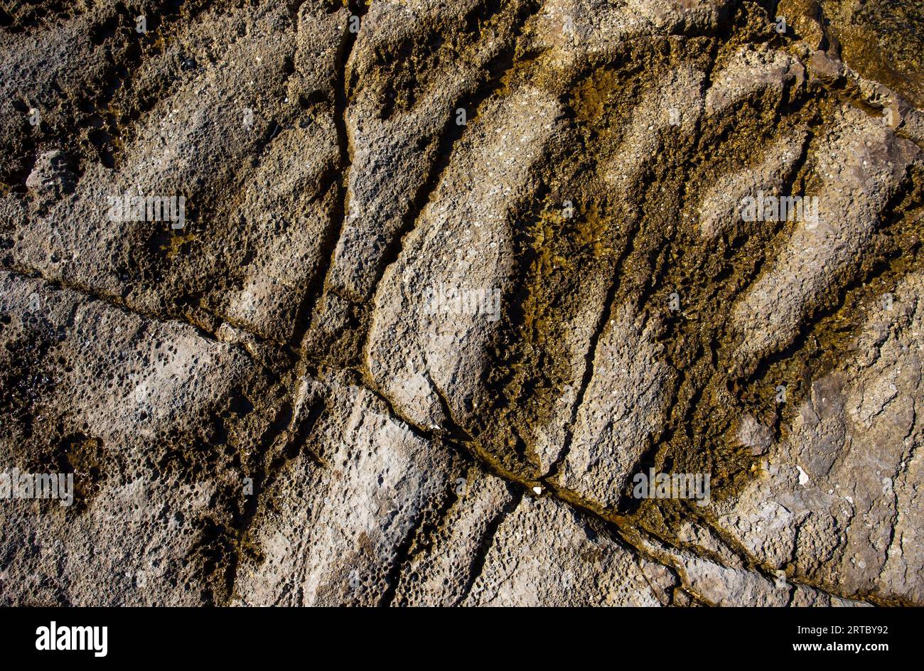 Immagine astratta, motivo in pietra bagnata con muschio negli spazi vuoti sulla costa del mare Foto Stock