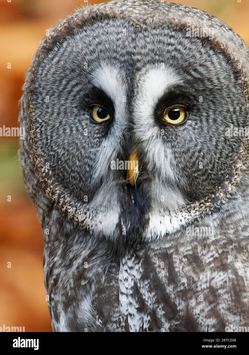 Grande gufo grigio, Strix nebulosa Foto Stock