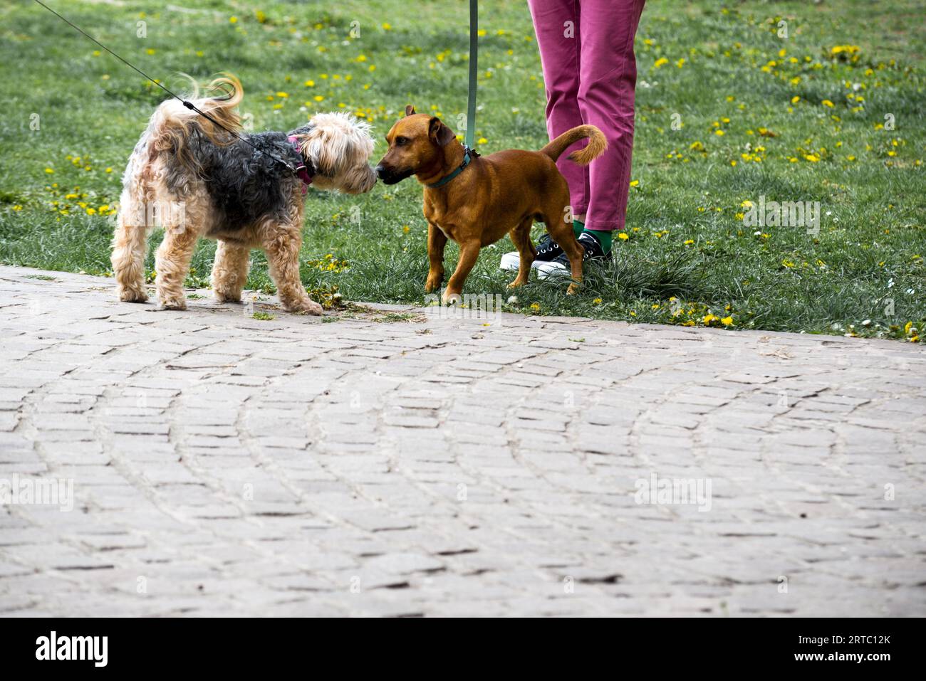 Cani nel parco che si fischiano a vicenda Foto Stock