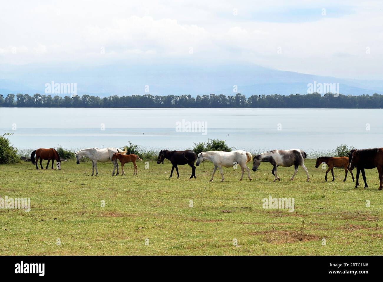 Grecia, gruppo di cavalli al pascolo liberi con puledri sulla riva del Kerkini lakei nella Macedonia centrale, un lago artificiale e una riserva naturale Foto Stock