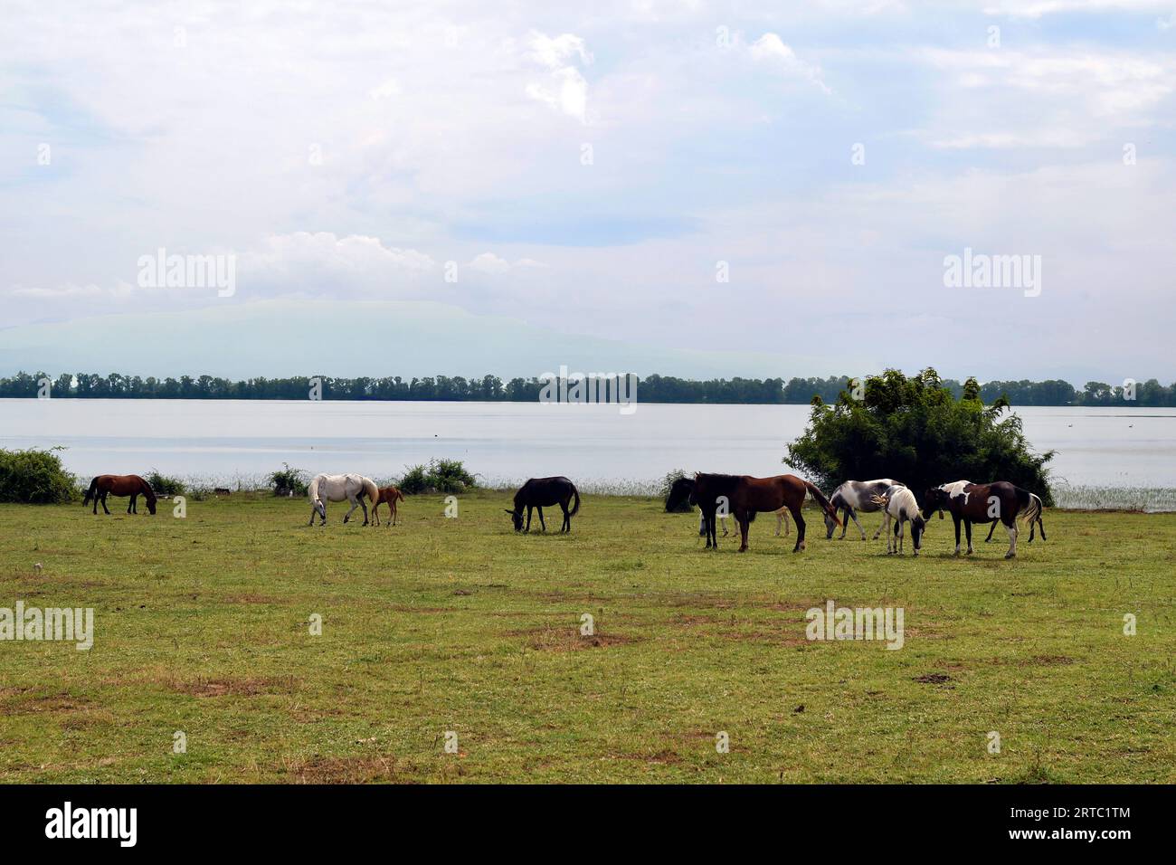 Grecia, gruppo di cavalli al pascolo liberi con puledri sulla riva del Kerkini lakei nella Macedonia centrale, un lago artificiale e una riserva naturale Foto Stock