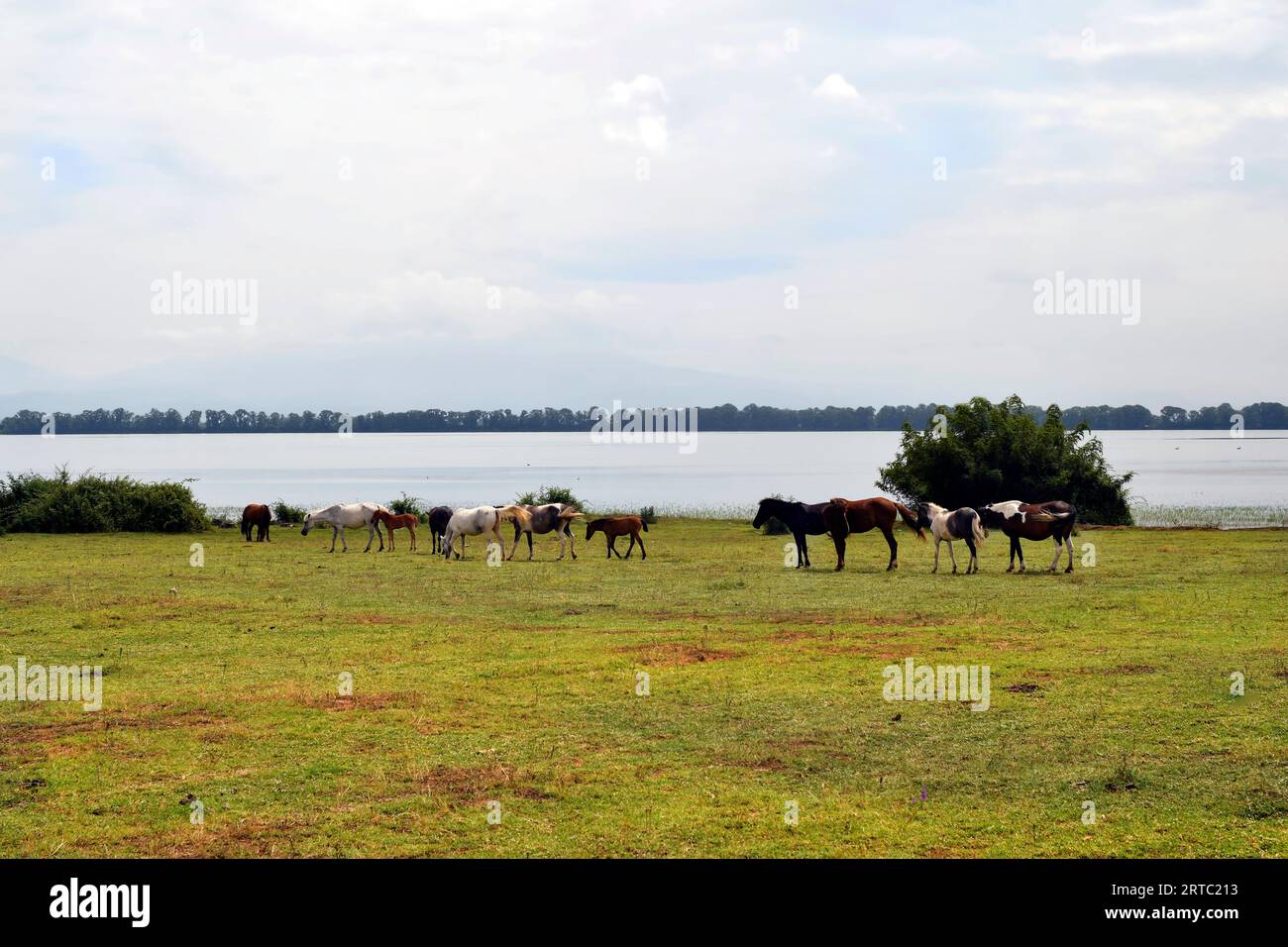 Grecia, gruppo di cavalli al pascolo liberi con puledri sulla riva del Kerkini lakei nella Macedonia centrale, un lago artificiale e una riserva naturale Foto Stock